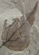 Fossil Poplar Leaf - Green River Formation #2117-1